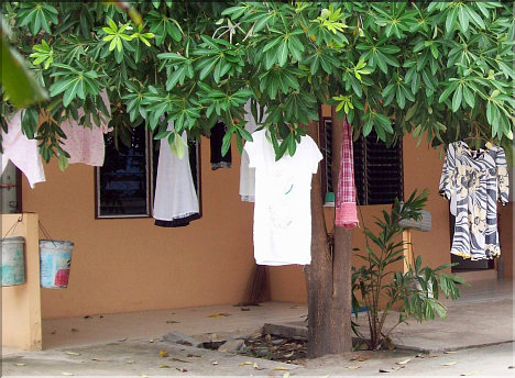 In Thailand clothes are growing on Trees.