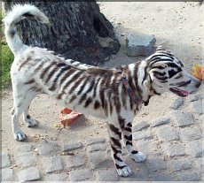 The perfect dog for the year of the Tiger