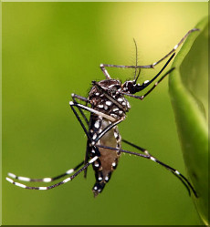 Dengue Fever in Pattaya