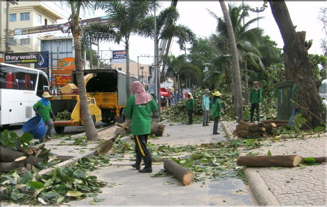 Pattaya's War against its Trees