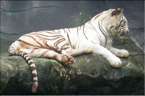 Whitened Tiger