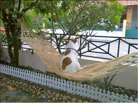 A Dog's Life in Pattaya