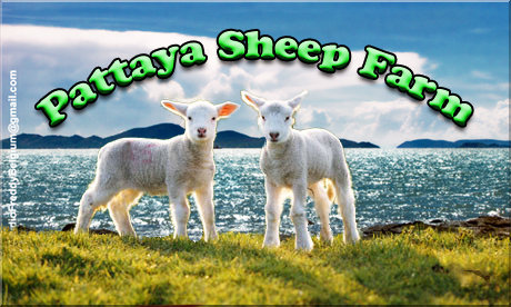 Pattaya's black and white sheeps