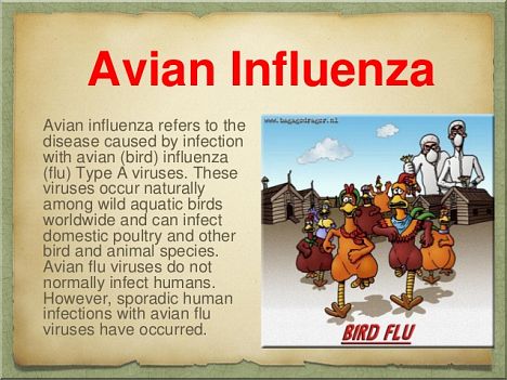 About Avian Influenza