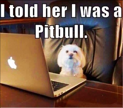 I am Pitbull