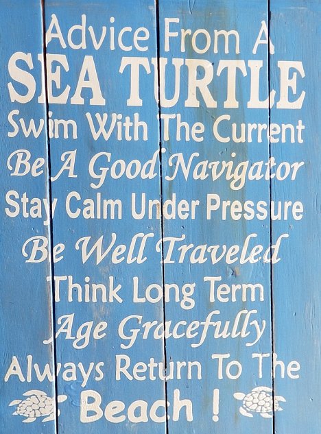 Advice from a Sea Turtle