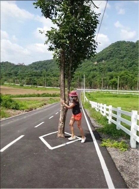 Tree in Road