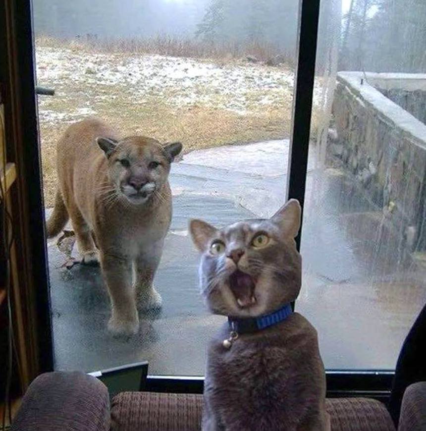 Cat meets Tiger