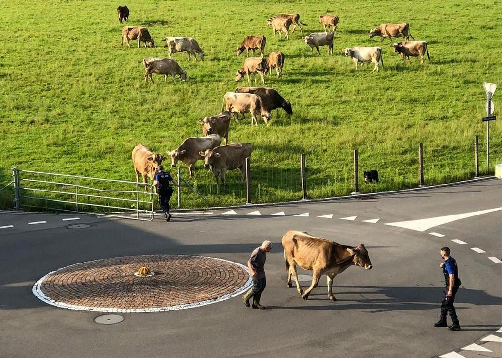 Cows are the official national animals of Switzerland
