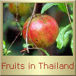 Fruits in Thailand - Click here for more information